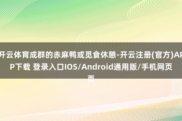 开云体育成群的赤麻鸭或觅食休憩-开云注册(官方)APP下载 登录入口IOS/Android通用版/手机网页